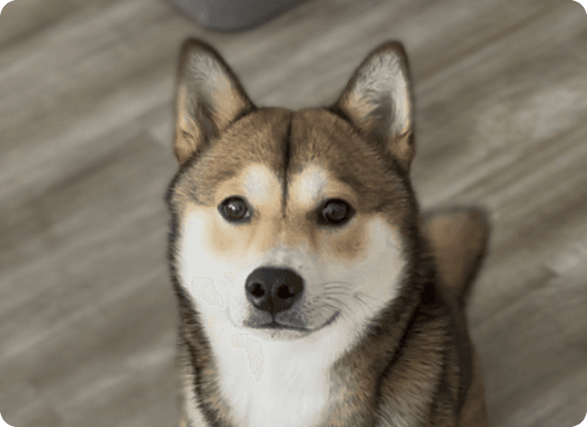 image of Boo