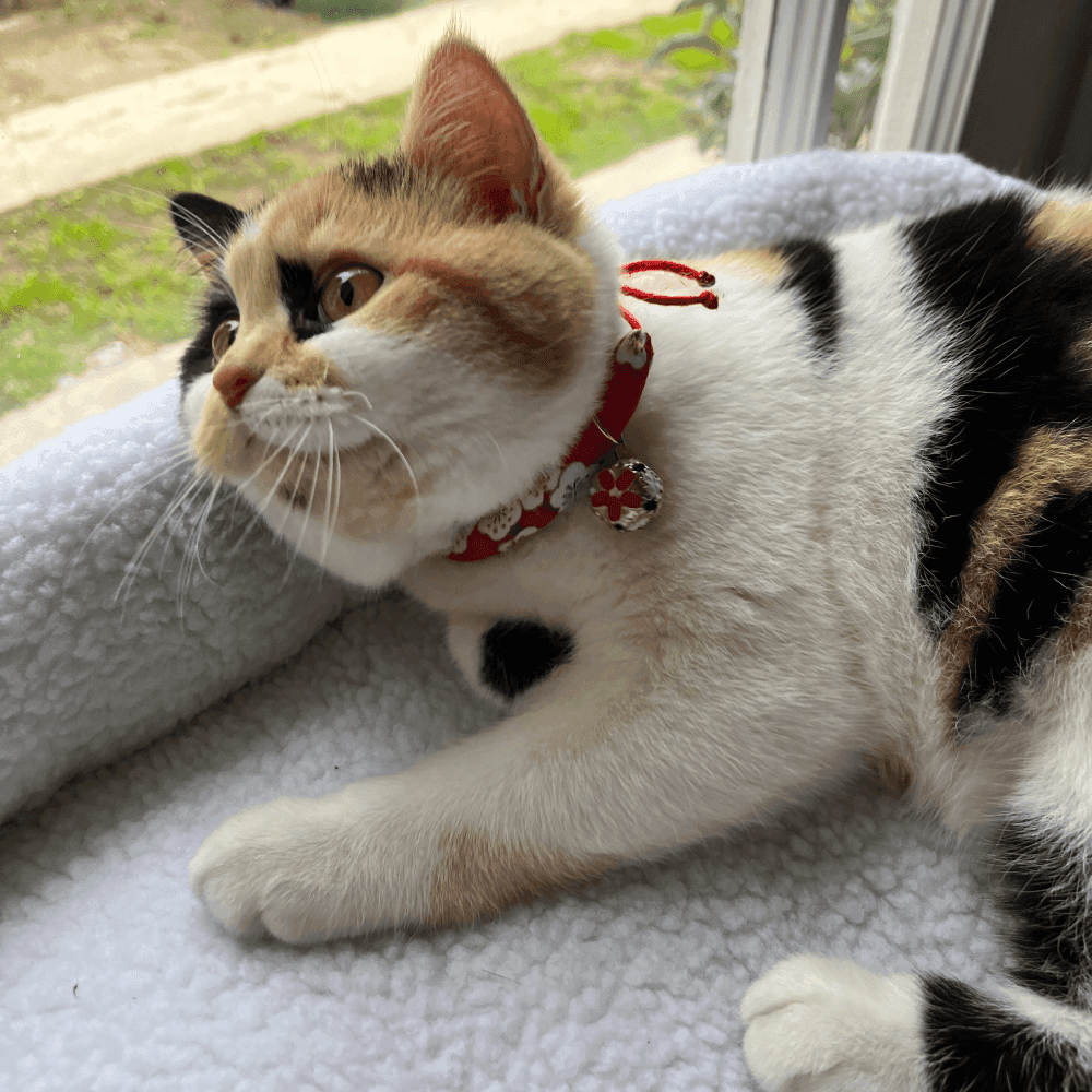 image of Jujube