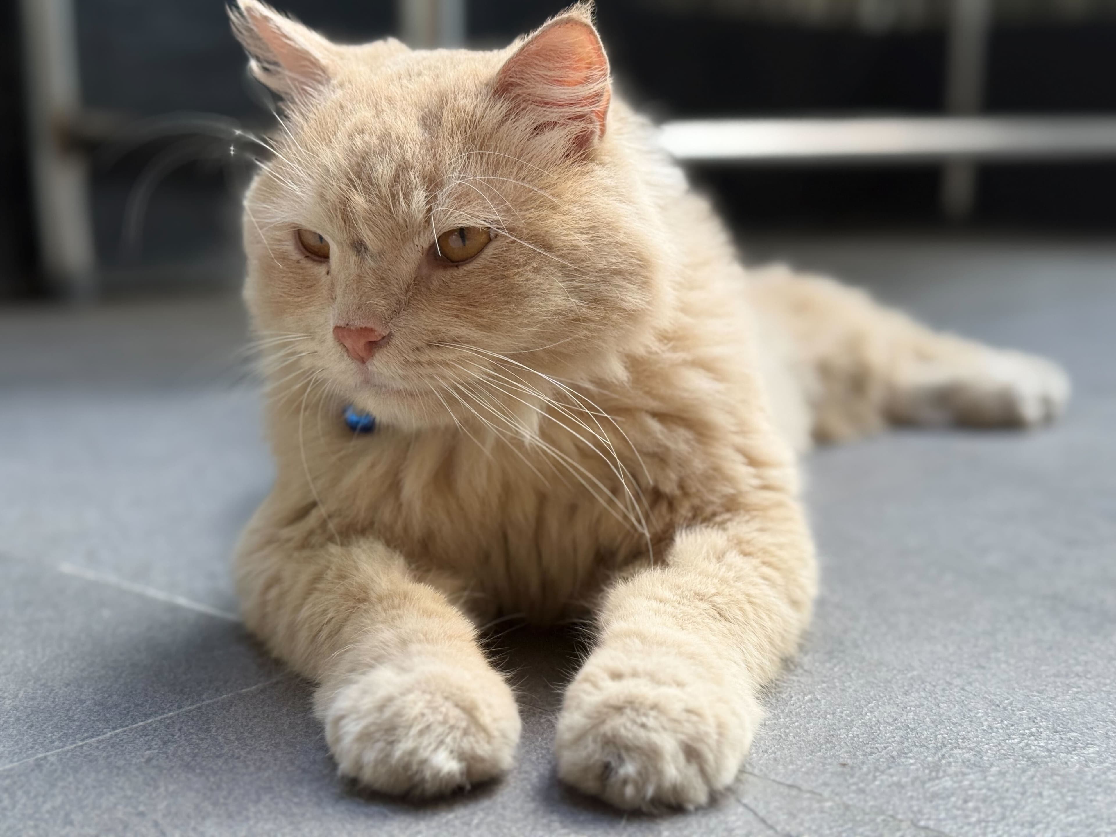 image of Miles