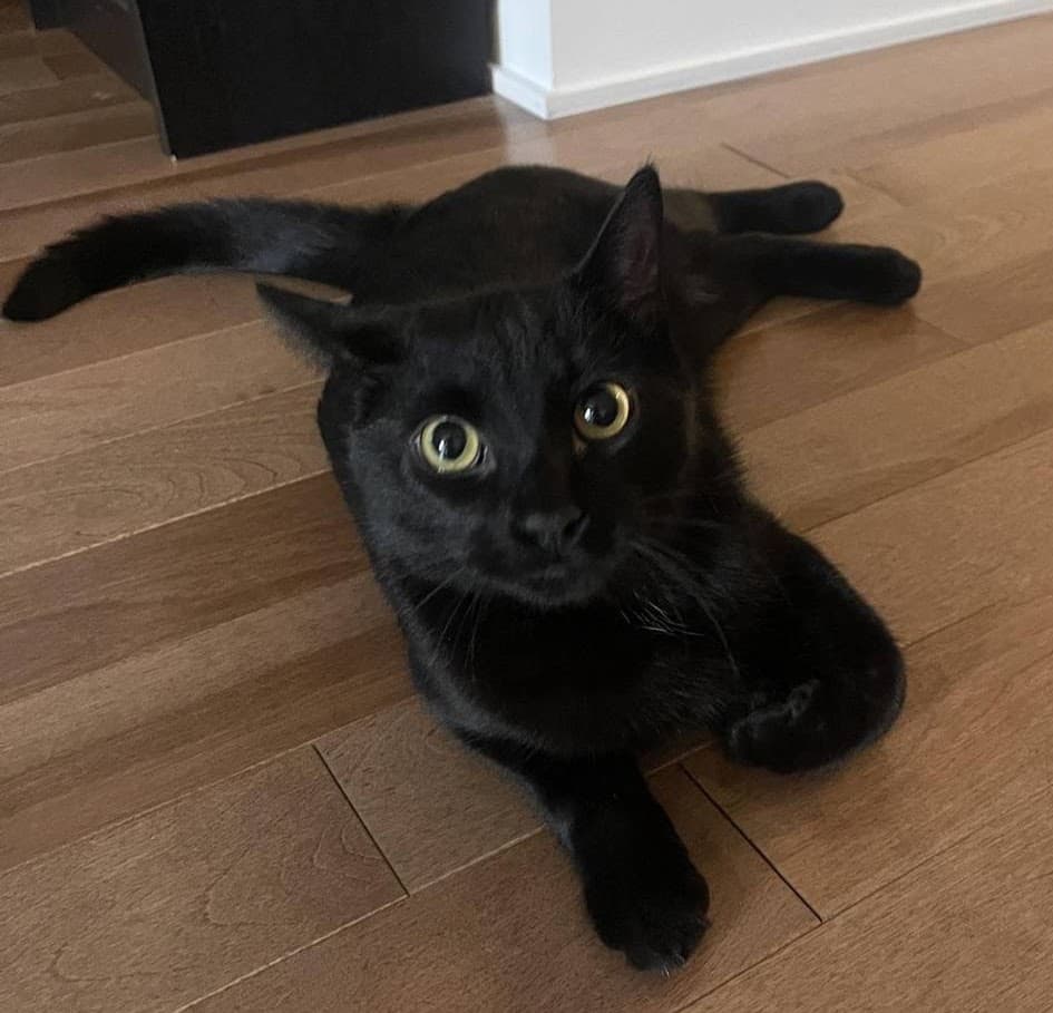 image of Shadow