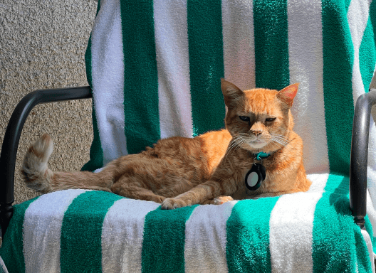 image of Tobi